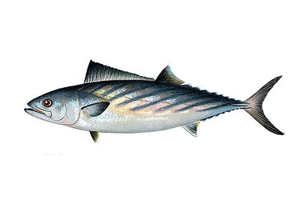 bonito